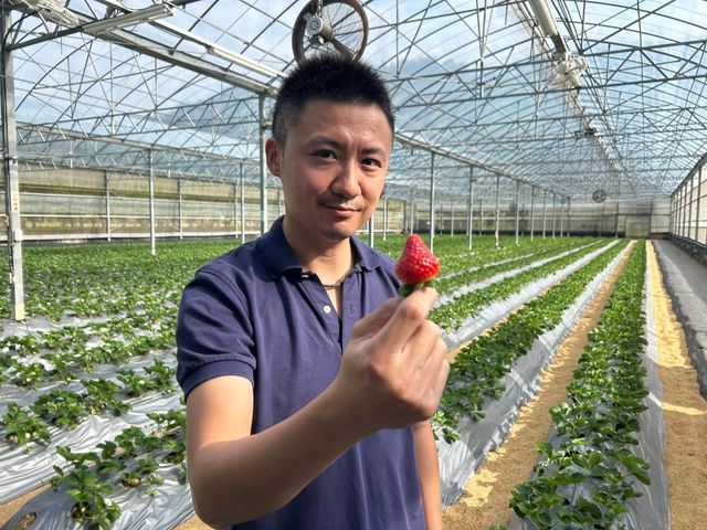 【嚴選！ 新竹關西 有機草莓】打造成草莓界的「敬遠」