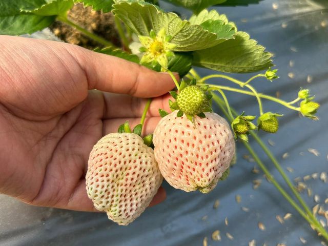 【嚴選！ 新竹關西 有機草莓】打造成草莓界的「敬遠」