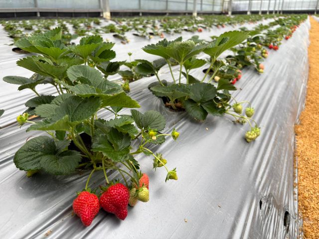 【嚴選！ 新竹關西 有機草莓】打造成草莓界的「敬遠」
