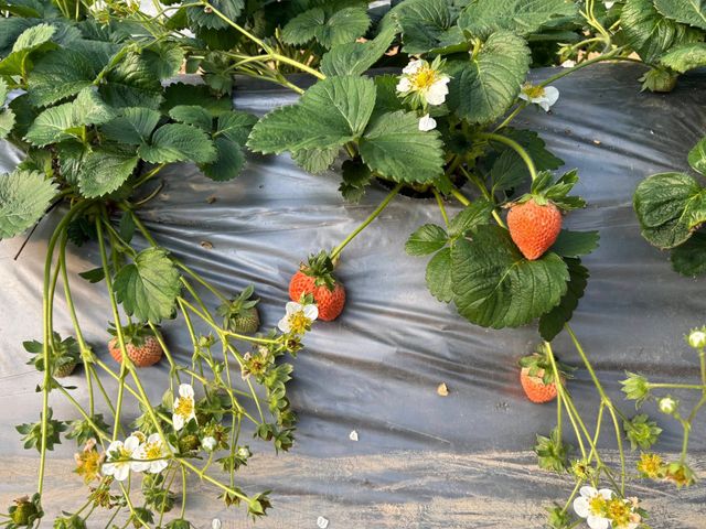 【嚴選！ 新竹關西 有機草莓】打造成草莓界的「敬遠」