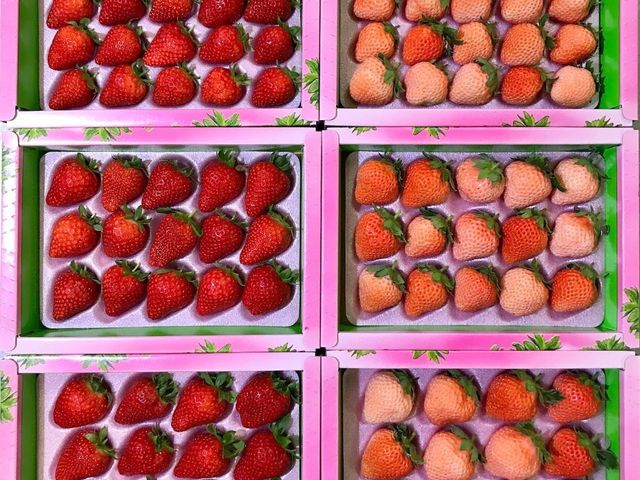 【嚴選！ 新竹關西 有機草莓】打造成草莓界的「敬遠」