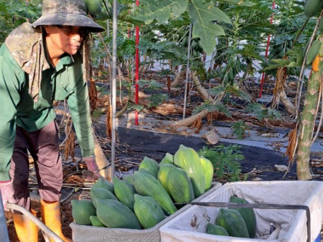 【大武山下的區塊鏈木瓜】果肉紅嫩甜度高 網室栽培的台農2號