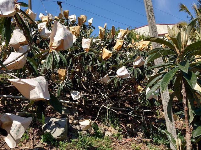 【東勢 嫩甜有機枇杷】熟成採收 顆顆皮薄肉Q嫩