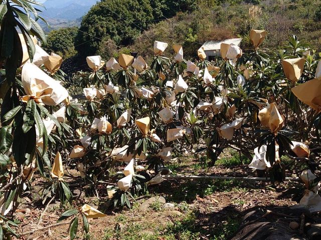 【東勢 嫩甜有機枇杷】熟成採收 顆顆皮薄肉Q嫩