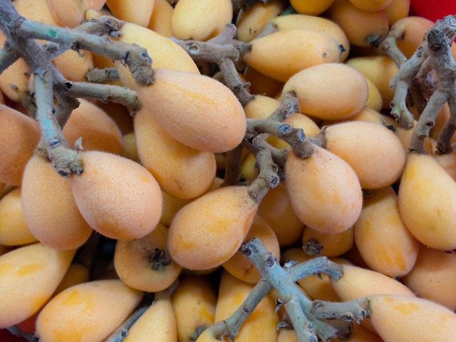 【東勢 嫩甜有機枇杷】熟成採收 顆顆皮薄肉Q嫩