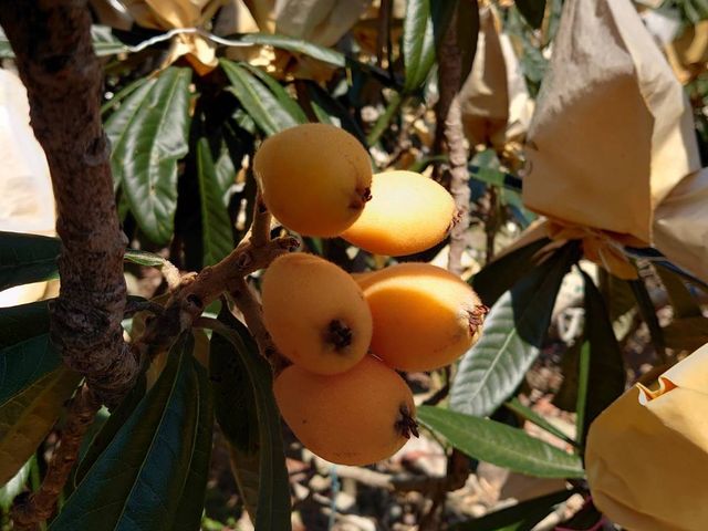 【東勢 嫩甜有機枇杷】熟成採收 顆顆皮薄肉Q嫩