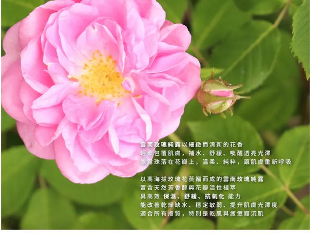 【橙十 勇敢愛玫瑰複方保濕純露 化妝水100ml】高效保濕 × 細緻滋潤，讓肌膚回到柔嫩水潤狀態