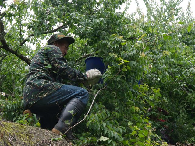 【限量預購！南投國姓 百歲梅】百年野生種植 罕見費工手採梅子