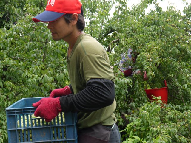 【限量預購！南投國姓 百歲梅】百年野生種植 罕見費工手採梅子