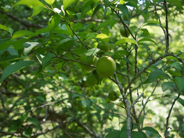 【限量預購！南投國姓 百歲梅】百年野生種植 罕見費工手採梅子
