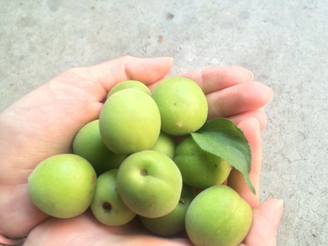 【限量預購！南投國姓 百歲梅】百年野生種植 罕見費工手採梅子