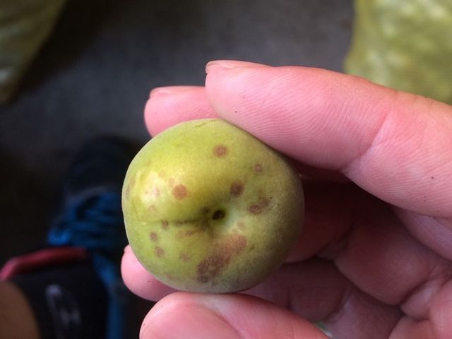 【限量預購！南投國姓 百歲梅】百年野生種植 罕見費工手採梅子