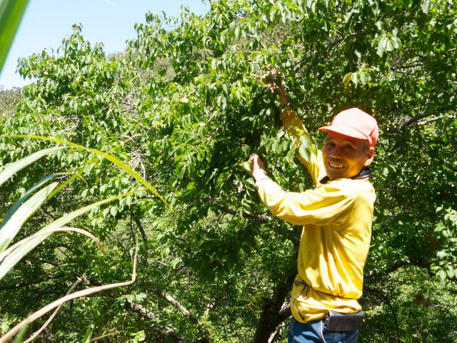 【限量預購！南投國姓 百歲梅】百年野生種植 罕見費工手採梅子