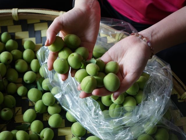 【限量預購！南投國姓 百歲梅】百年野生種植 罕見費工手採梅子