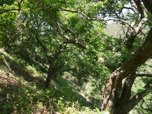 【限量預購！南投國姓 百歲梅】百年野生種植 罕見費工手採梅子