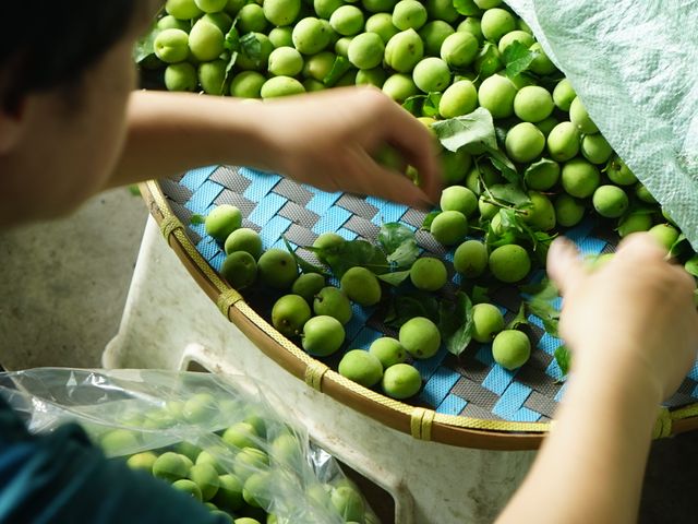 【限量預購！南投國姓 百歲梅】百年野生種植 罕見費工手採梅子