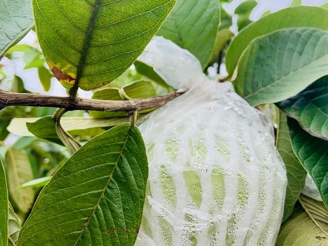 【高雄燕巢 卡滋脆甜帝王芭樂10斤裝】果肉厚實、清脆多汁，每一口都是自然甘甜