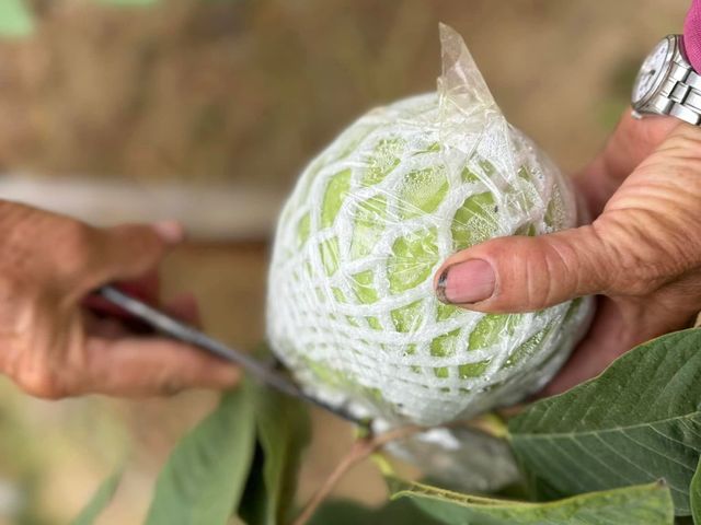 【高雄燕巢 卡滋脆甜帝王芭樂10斤裝】果肉厚實、清脆多汁，每一口都是自然甘甜