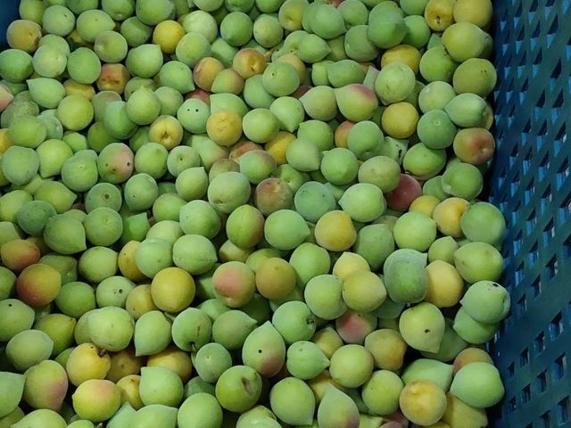 【嫣紅預購！高雄甲仙 阿岳哥的手採無毒胭脂梅】熟黃會有蜜桃香