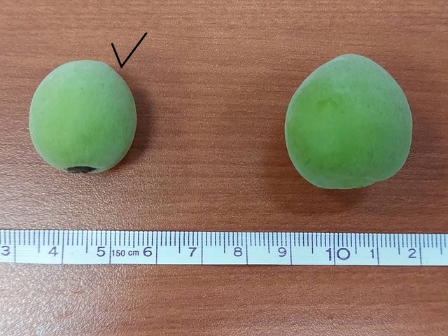 【預購！高雄甲仙 阿岳哥的手採無毒青梅】梅子籽小肉厚又硬酸度高 釀梅酒Q梅都適合