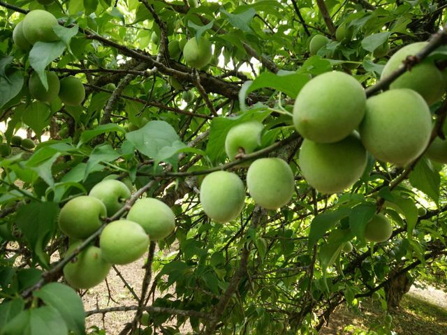 【預購！高雄甲仙 阿岳哥的手採無毒青梅】梅子籽小肉厚又硬酸度高 釀梅酒Q梅都適合