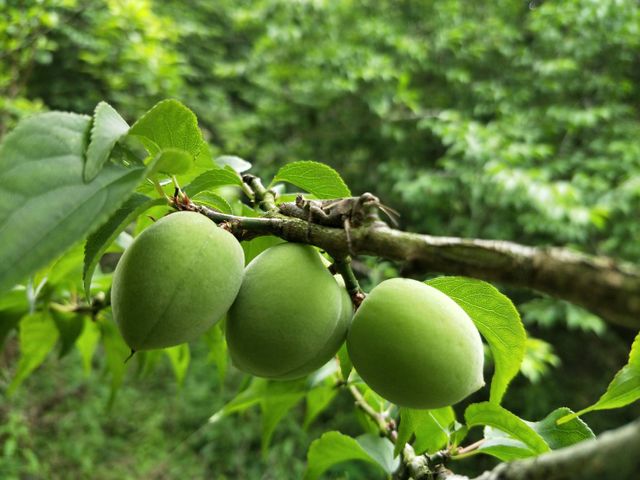 【預購！高雄甲仙 阿岳哥的手採無毒青梅】梅子籽小肉厚又硬酸度高 釀梅酒Q梅都適合