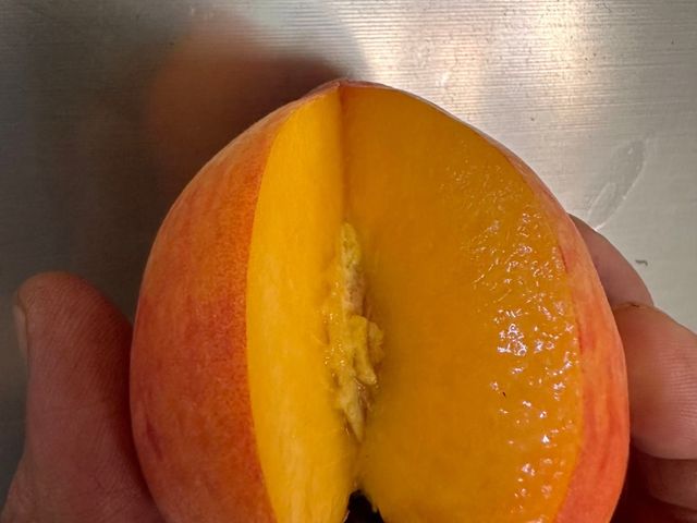 【新品上架！東勢大雪山 紅金水蜜桃禮盒】濃郁芒果香Q彈紮實 黃肉水蜜桃之后