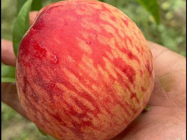 【新品上架！東勢大雪山 紅金水蜜桃禮盒】濃郁芒果香Q彈紮實 黃肉水蜜桃之后