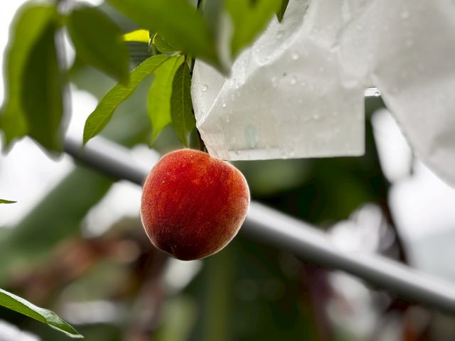 【新品上架！東勢大雪山 紅金水蜜桃禮盒】濃郁芒果香Q彈紮實 黃肉水蜜桃之后