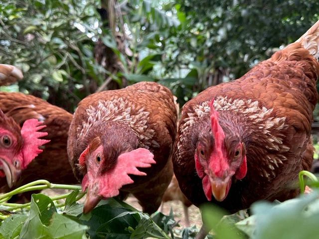 【新安農園 放養雞蛋 6入x3盒】自然放養 × 安心食材，每一顆都吃得到純粹