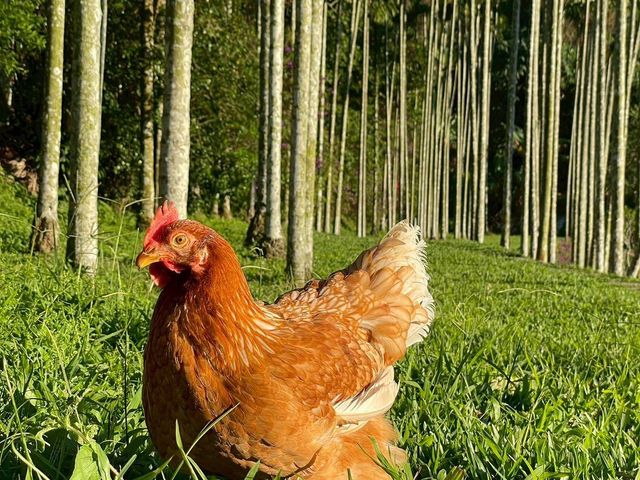 【新安農園 放養雞蛋 6入x3盒】自然放養 × 安心食材，每一顆都吃得到純粹