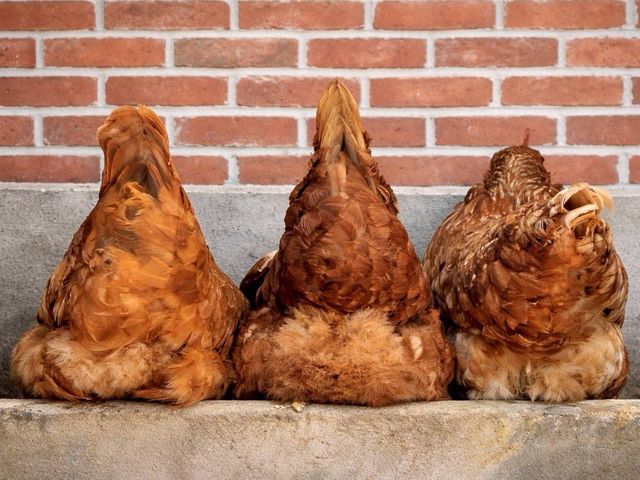 【新安農園 放養雞蛋 6入x3盒】自然放養 × 安心食材，每一顆都吃得到純粹