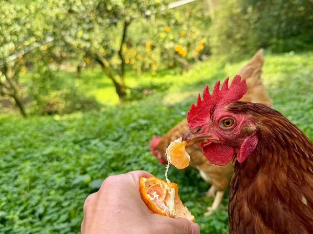 【新安農園 放養雞蛋 10入x9盒】自然放養 × 安心食材，每一顆都吃得到純粹