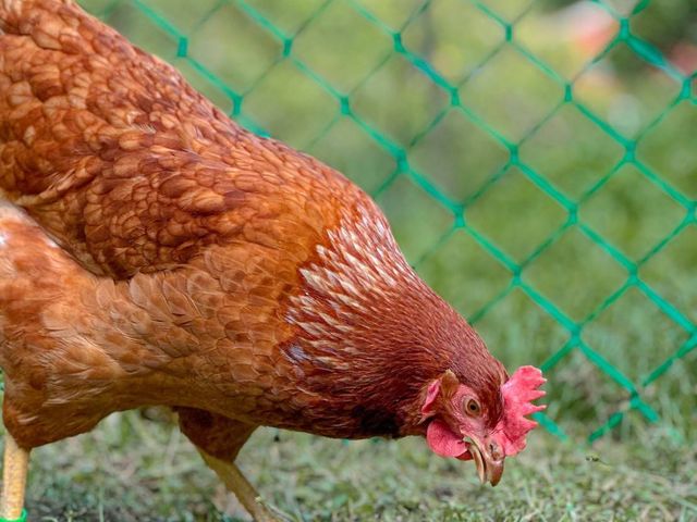 【新安農園 放養雞蛋 10入x9盒】自然放養 × 安心食材，每一顆都吃得到純粹