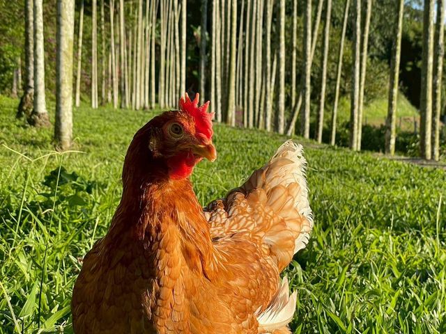 【新安農園 放養雞蛋 6入x6盒】自然放養 × 安心食材，每一顆都吃得到純粹