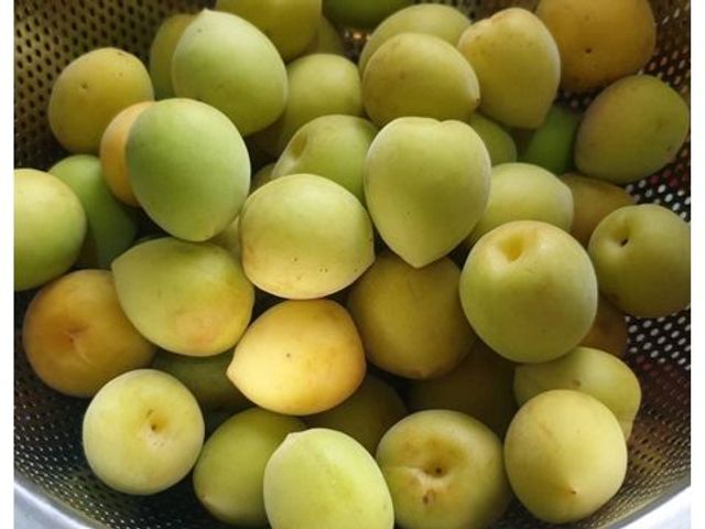 【成熟了~ 阿岳哥的手採無毒-黃梅】熟青梅子籽小肉厚 釀酒做梅醬都適合