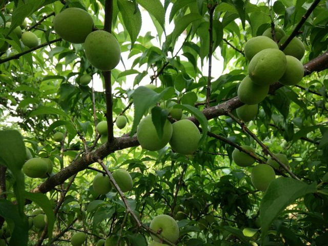 【成熟了~ 阿岳哥的手採無毒-黃梅】熟青梅子籽小肉厚 釀酒做梅醬都適合