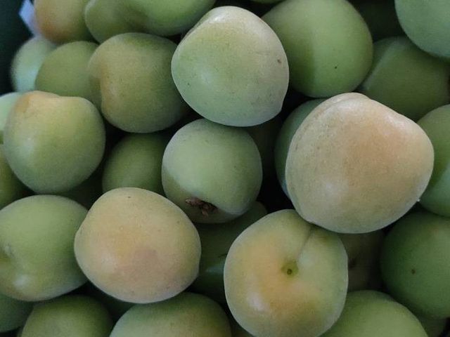 【成熟了~ 阿岳哥的手採無毒-黃梅】熟青梅子籽小肉厚 釀酒做梅醬都適合