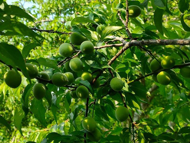 【成熟了~ 阿岳哥的手採無毒-黃梅】熟青梅子籽小肉厚 釀酒做梅醬都適合