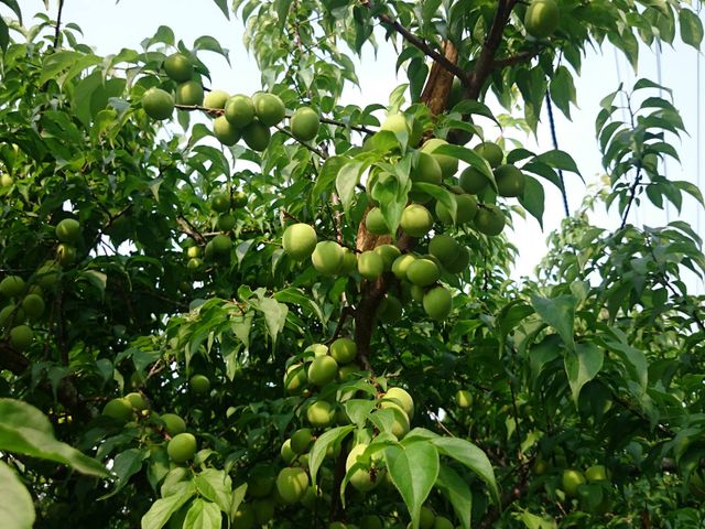 【成熟了~ 阿岳哥的手採無毒-黃梅】熟青梅子籽小肉厚 釀酒做梅醬都適合