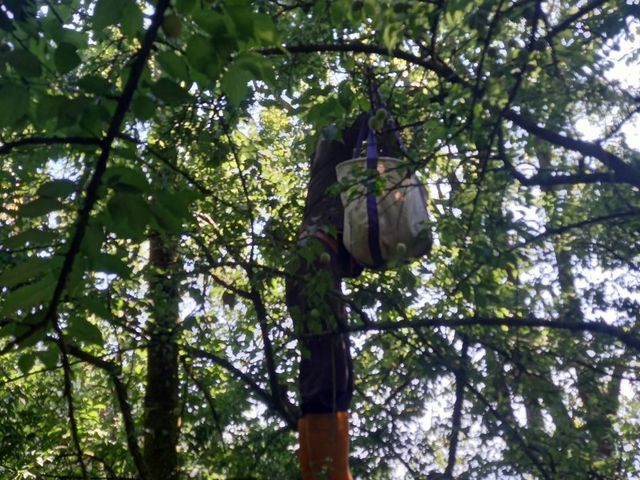 【台南梅嶺 結實纍纍手採青梅10斤裝(特大果)】Q梅・紫蘇梅・梅酒適用