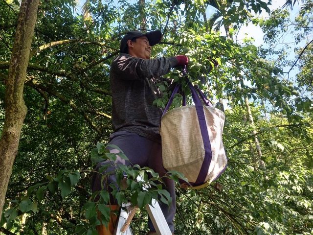 【台南梅嶺 結實纍纍手採青梅10斤裝(特大果)】Q梅・紫蘇梅・梅酒適用