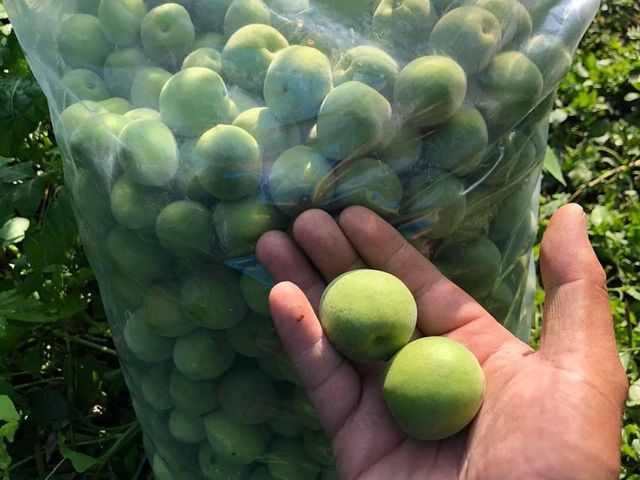 【台南梅嶺 結實纍纍手採青梅10斤裝(特大果)】Q梅・紫蘇梅・梅酒適用