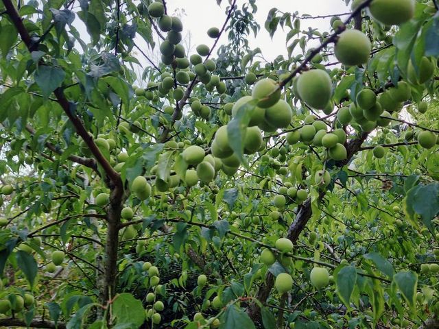 【台南梅嶺 結實纍纍手採青梅10斤裝(特大果)】Q梅・紫蘇梅・梅酒適用