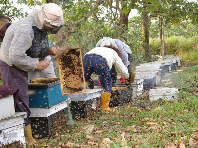 【蜂蜜大禮盒 甜心禮盒-九入】100%台灣蜂蜜，多款風味一次擁有，甜蜜滿滿、送禮體面又安心