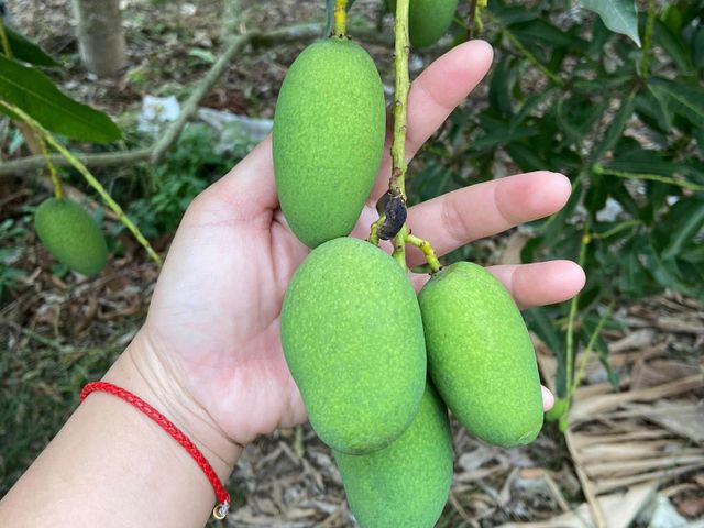 【台南楠西 未削皮土芒果青】清脆酸甜、自然果香，現採直送，保留最原始的土芒果風味