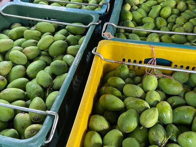 【台南楠西 未削皮土芒果青】清脆酸甜、自然果香，現採直送，保留最原始的土芒果風味