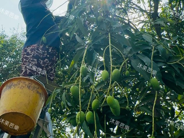 【台南楠西 未削皮土芒果青】清脆酸甜、自然果香，現採直送，保留最原始的土芒果風味