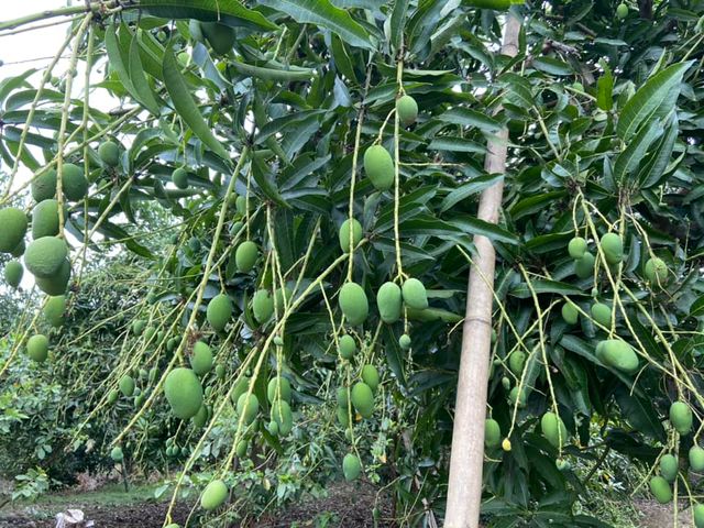 【台南楠西 未削皮土芒果青】清脆酸甜、自然果香，現採直送，保留最原始的土芒果風味