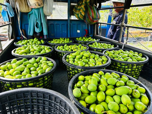 【台南楠西 未削皮土芒果青】清脆酸甜、自然果香，現採直送，保留最原始的土芒果風味